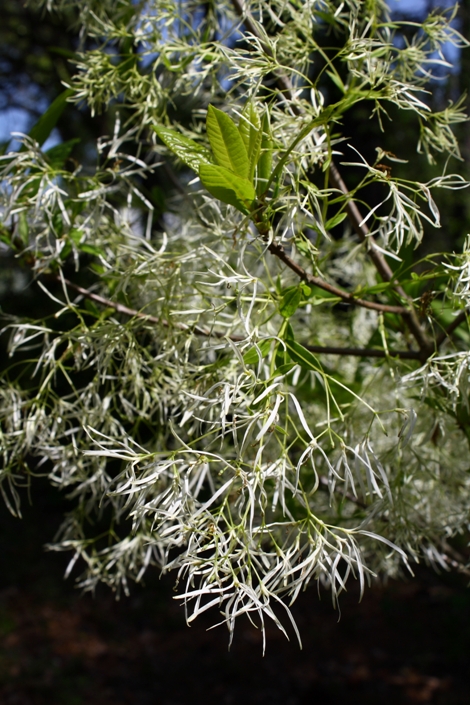 tree lace grancy graybeard fringe oleaceae